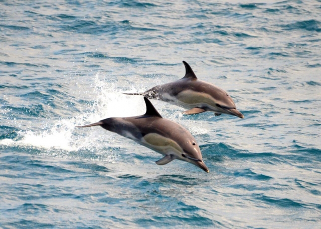 Delfines nadando en Tarifa